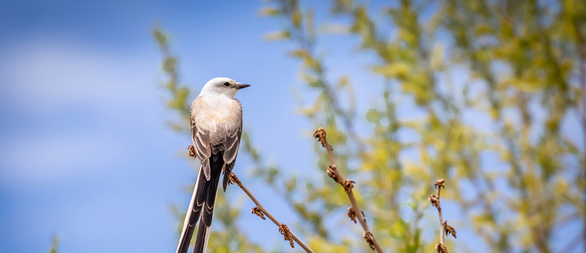 Bird on a branch